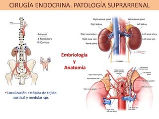 CIRUGÍA ENDOCRINA. PATOLOGÍA SUPRARRENAL
• Localización ectópica de tejido
cortical y medular spr.
Embriología
y
Anatomía
 