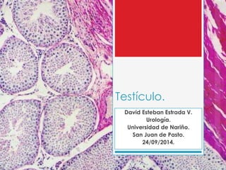 Testículo.
David Esteban Estrada V.
Urología.
Universidad de Nariño.
San Juan de Pasto.
24/09/2014.
 