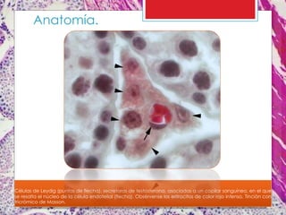 Células de Leydig (puntas de flecha), secretoras de testosterona, asociadas a un capilar sanguíneo, en el que
se resalta el núcleo de la célula endotelial (flecha). Obsérvense los eritrocitos de color rojo intenso. Tinción con
tricrómico de Masson.
Anatomía.
 