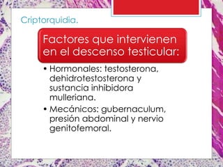 Factores que intervienen
en el descenso testicular:
• Hormonales: testosterona,
dehidrotestosterona y
sustancia inhibidora
mulleriana.
• Mecánicos: gubernaculum,
presión abdominal y nervio
genitofemoral.
Criptorquidia.
 