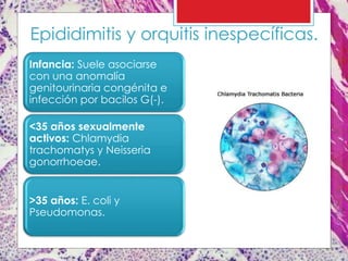 Epididimitis y orquitis inespecíficas.
Infancia: Suele asociarse
con una anomalía
genitourinaria congénita e
infección por bacilos G(-).
<35 años sexualmente
activos: Chlamydia
trachomatys y Neisseria
gonorrhoeae.
>35 años: E. coli y
Pseudomonas.
 