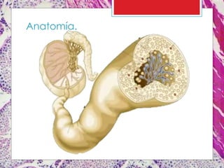 Anatomía.
 