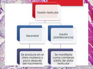 Torsión testicular
Neonatal
Se produce en el
útero materno o
poco después
del nacimiento
Adulto
(adolescencia)
Se manifiesta
como comienzo
súbito de dolor
testicular
 