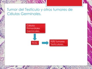 Tumor del Testículo y otros tumores de
Células Germinales.
TCG.
Células
Primordiales
Germinales.
95% Tumores
Testiculares.
 