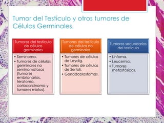 Tumor del Testículo y otros tumores de
Células Germinales.
Tumores del testículo
de células
germinales
• Seminoma.
• Tumores de células
germinales no
seminomatosos
(tumores
embrionarios,
teratoma,
coriocarcinoma y
tumores mixtos).
Tumores del testículo
de células no
germinales
• Tumores de células
de Leydig.
• Tumores de células
de Sertoli.
• Gonadoblastomas.
Tumores secundarios
del testículo
• Linfoma.
• Leucemia.
• Tumores
metastásicos.
 