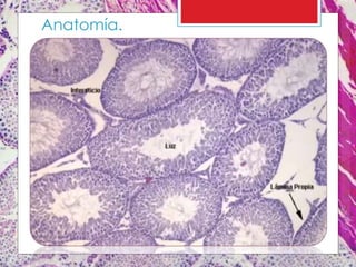 Anatomía.
 