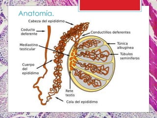 Anatomía.
 