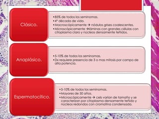 •85% de todos los seminomas.
•4° década de vida.
•Macroscópicamente  nódulos grises coalescentes.
•Microscópicamente láminas con grandes células con
citoplasma claro y núcleos densamente teñidos.
Clásico.
•5-10% de todos los seminomas.
•Dx requiere presencia de 3 o mas mitosis por campo de
alta potencia.
Anaplásico.
•5-10% de todos los seminomas.
•Mayores de 50 años.
•Microscópicamente  cels varían de tamaño y se
caracterizan por citoplasma densamente teñido y
núcleos redondos con cromatina condensada.
Espermatocítico.
 