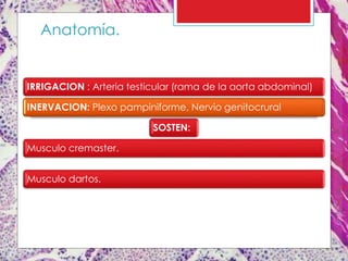 IRRIGACION : Arteria testicular (rama de la aorta abdominal)
INERVACION: Plexo pampiniforme, Nervio genitocrural
SOSTEN:
Musculo cremaster.
Musculo dartos.
Anatomía.
 