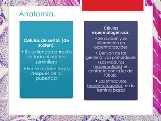 Celulas de sertoli (de
sosten):
+ Se extienden a través
de todo el epitelio
seminifero
+ No se dividen hasta
después de la
pubertad
Células
espermatogénicas:
+ Se dividen y se
diferencian en
espermatozoides
+ Derivan de las
germinativas primordiales
+Las Maduras
(espermatides) en
contacto con la luz del
túbulo.
+ Las Inmaduras
(espermatogonios) en la
lamina basal
Anatomía.
 