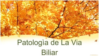 Patologìa de La Via Biliar 