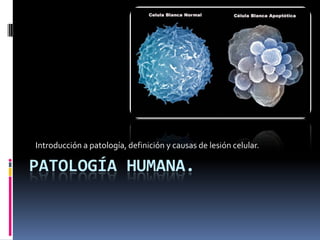 Introducción a patología, definición y causas de lesión celular.

PATOLOGÍA HUMANA.

 