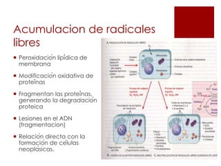 Acumulacion de radicales
libres
 Peroxidación lipídica de
membrana
 Modificación oxidativa de
proteínas
 Fragmentan las proteínas,
generando la degradación
proteica
 Lesiones en el ADN
(fragmentacion)
 Relación directa con la
formación de células
neoplásicas.
 