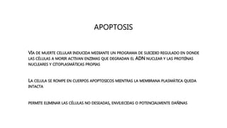 APOPTOSIS
• VÍA DE MUERTE CELULAR INDUCIDA MEDIANTE UN PROGRAMA DE SUICIDIO REGULADO EN DONDE
LAS CÉLULAS A MORIR ACTIVAN ENZIMAS QUE DEGRADAN EL ADN NUCLEAR Y LAS PROTEÍNAS
NUCLEARES Y CITOPLASMÁTICAS PROPIAS
• LA CELULA SE ROMPE EN CUERPOS APOPTOSICOS MIENTRAS LA MEMBRANA PLASMÁTICA QUEDA
INTACTA
• PERMITE ELIMINAR LAS CÉLULAS NO DESEADAS, ENVEJECIDAS O POTENCIALMENTE DAÑINAS
 