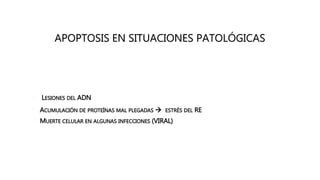 APOPTOSIS EN SITUACIONES PATOLÓGICAS
• LESIONES DEL ADN
• ACUMULACIÓN DE PROTEÍNAS MAL PLEGADAS  ESTRÉS DEL RE
• MUERTE CELULAR EN ALGUNAS INFECCIONES (VIRAL)
 