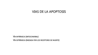 VIAS DE LA APOPTOSIS
• VÍA INTRÍNSECA (MITOCONDRIAL)
• VÍA EXTRÍNSECA (INICIADA POR LOS RECEPTORES DE MUERTE)
 
