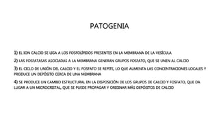 PATOGENIA
• 1) EL ION CALCIO SE LIGA A LOS FOSFOLÍPIDOS PRESENTES EN LA MEMBRANA DE LA VESÍCULA
• 2) LAS FOSFATASAS ASOCIADAS A LA MEMBRANA GENERAN GRUPOS FOSFATO, QUE SE UNEN AL CALCIO
• 3) EL CICLO DE UNIÓN DEL CALCIO Y EL FOSFATO SE REPITE, LO QUE AUMENTA LAS CONCENTRACIONES LOCALES Y
PRODUCE UN DEPÓSITO CERCA DE UNA MEMBRANA
• 4) SE PRODUCE UN CAMBIO ESTRUCTURAL EN LA DISPOSICIÓN DE LOS GRUPOS DE CALCIO Y FOSFATO, QUE DA
LUGAR A UN MICROCRISTAL, QUE SE PUEDE PROPAGAR Y ORIGINAR MÁS DEPÓSITOS DE CALCIO
 