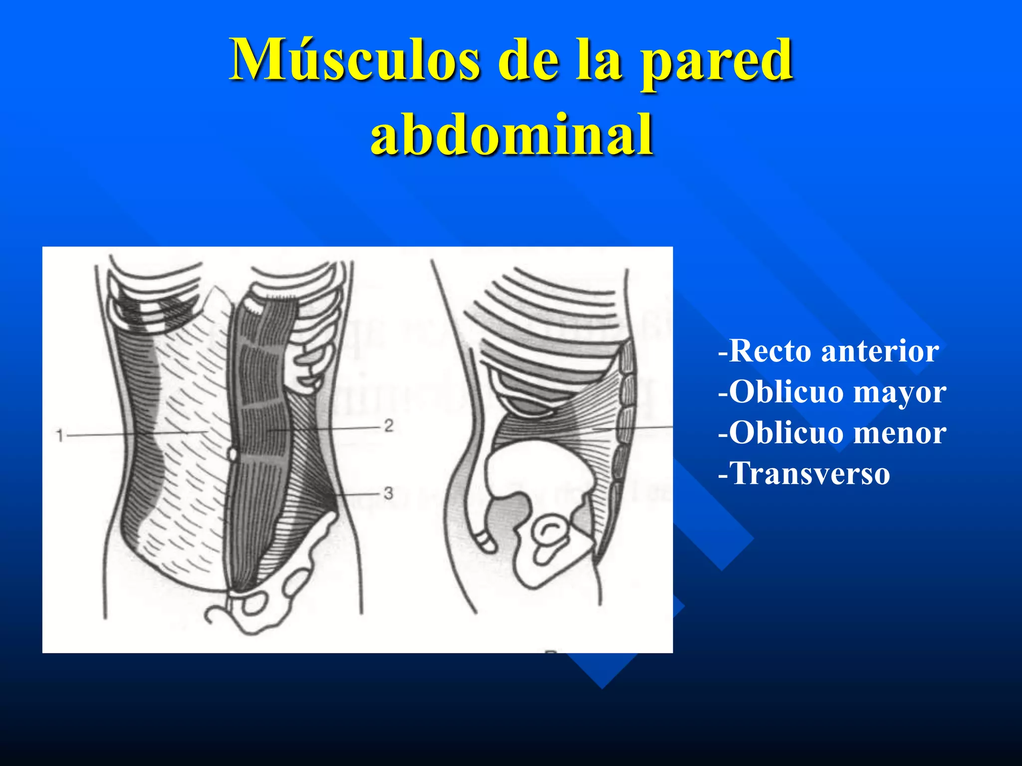 Patología herniaria | PPT | Descarga Gratuita