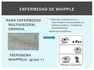 ENFERMEDAD DE WHIPPLE

                        Diarrea malabsor tiva. (
RARA ENFERMEDAD          macrófagos acumulados en
 MULTIVISCERAL           lamina propia y linfáticos
                         mesentéricos.
 CRONICA.              Deterioro linfático.




 TREPONEMA
 WHIPPELII. (gram +)
 