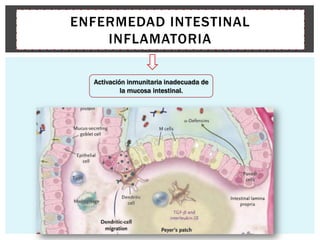 ENFERMEDAD INTESTINAL
    INFLAMATORIA

  Activación inmunitaria inadecuada de
           la mucosa intestinal.
 