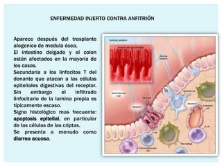 ENFERMEDAD INJERTO CONTRA ANFITRIÓN


Aparece después del trasplante
alogenico de medula ósea.
El intestino delgado y el colon
están afectados en la mayoría de
los casos.
Secundaria a los linfocitos T del
donante que atacan a las células
epiteliales digestivas del receptor.
Sin     embargo      el     infiltrado
linfocitario de la lamina propia es
típicamente escaso.
Signo histológico mas frecuente:
apoptosis epitelial, en particular
de las células de las criptas.
Se presenta a menudo como
diarrea acuosa.
 