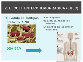 2. E. COLI ENTEROHEMORRAGICA (EHEC)

Dividida en subtipos:   Mas peligrosas:
                         O157:H7 (s. hemolítico
 O157:H7 Y NO              urémico )
 O157:H7                 En grandes brotes similar
                           disentería.




 SHIGA
 