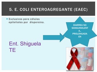 5. E. COLI ENTEROAGREGANTE (EAEC)

 Exclusivos para células
  epiteliales por dispersina.
                                  DIARREA NO
                                SANGUINOLENT
                                      A..
                                 PROLONGADA
                                      EN


  Ent. Shiguela
  TE
 