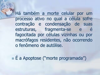 

Há também a morte celular por um
processo ativo no qual a célula sofre
contração e condensação de suas
estruturas,
fragmenta-se
e
é
fagocitada por células vizinhas ou por
macrófagos residentes, não ocorrendo
o fenômeno de autólise.



É a Apoptose (“morte programada”)

 