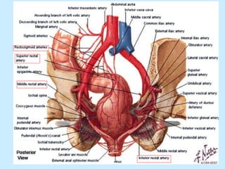 Patologia anorectales