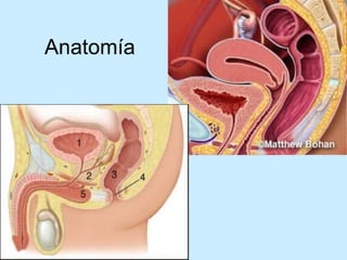 Patologia anorectales