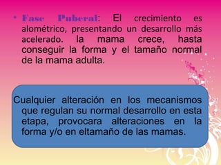 • Fase Puberal: El crecimiento es
alométrico, presentando un desarrollo más
acelerado. la mama crece, hasta
conseguir la forma y el tamaño normal
de la mama adulta.
Cualquier alteración en los mecanismos
que regulan su normal desarrollo en esta
etapa, provocara alteraciones en la
forma y/o en eltamaño de las mamas.
 