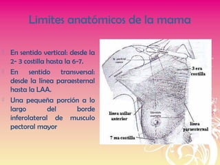 Limites anatómicos de la mama
 En sentido vertical: desde la
2- 3 costilla hasta la 6-7.
 En sentido transversal:
desde la línea paraesternal
hasta la LAA.
 Una pequeña porción a lo
largo del borde
inferolateral de musculo
pectoral mayor
 