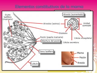 Elementos constitutivos de la mama
Forma:
Cara plana: pared torácica
Cara convexa: nivel de pezón
Volumen:
10-11 cm de alto
12-13 cm de ancho
5-6 cm de grosor
Peso:
RN: 30-60 gr
Mujer: 150 – 200 gr
Lactancia: 400 – 500 gr
 