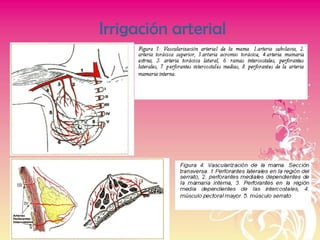 Irrigación arterial
 
