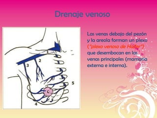 Drenaje venoso
 Las venas debajo del pezón
y la areola forman un plexo
(“plexo venoso de Haller”)
que desembocan en las
venas principales (mamaria
externa e interna).
 