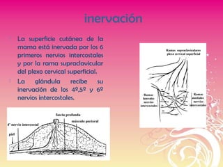 inervación
 La superficie cutánea de la
mama está inervada por los 6
primeros nervios intercostales
y por la rama supraclavicular
del plexo cervical superficial.
 La glándula recibe su
inervación de los 4º,5º y 6º
nervios intercostales.
 