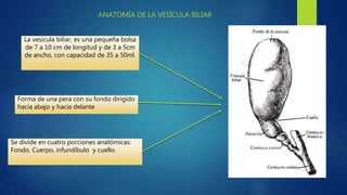 ANATOMÍA DE LA VESÍCULA BILIAR
La vesícula biliar, es una pequeña bolsa
de 7 a 10 cm de longitud y de 3 a 5cm
de ancho, co...
