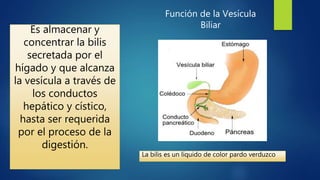Función de la Vesícula
Biliar
Es almacenar y
concentrar la bilis
secretada por el
hígado y que alcanza
la vesícula a travé...