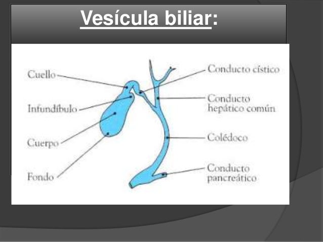 Que Es El Bacinete Vesicular