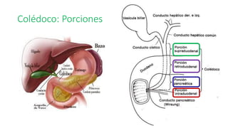 PATOLOGIA BILIAR GENERALIDADES MFHZ 2026.pdf