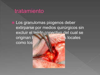  Los granulomas piogenos deber
extirparse por medios quirúrgicos sin
excluir el tejido conectivo del cual se
originan lesiones y factores locales
como los cálculos.
 