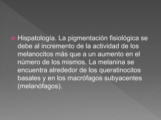  Hispatología. La pigmentación fisiológica se
debe al incremento de la actividad de los
melanocitos más que a un aumento en el
número de los mismos. La melanina se
encuentra alrededor de los queratinocitos
basales y en los macrófagos subyacentes
(melanófagos).
 