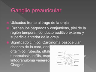  Ubicados frente al trago de la oreja
 Drenan los párpados y conjuntivas, piel de la
región temporal, conducto auditivo externo y
superficie anterior de la oreja
 Significado clínico: Carcinoma basocelular,
chancro de la cara, erisipela, herpes zoster
oftálmico, rubéola, oftalmia gonorreica,
tuberculosis, sífilis, esporotricosis, chancroide,
linfogranuloma venéreo, enfermedad de
Chagas.
 