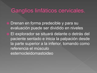  Drenan en forma predecible y para su
evaluación puede ser dividido en niveles
 El explorador se situará delante o detrás del
paciente sentado e inicia la palpación desde
la parte superior a la inferior, tomando como
referencia el músculo
esternocleidomastoideo
 
