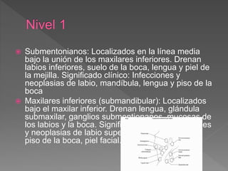  Submentonianos: Localizados en la línea media
bajo la unión de los maxilares inferiores. Drenan
labios inferiores, suelo de la boca, lengua y piel de
la mejilla. Significado clínico: Infecciones y
neoplasias de labio, mandíbula, lengua y piso de la
boca
 Maxilares inferiores (submandibular): Localizados
bajo el maxilar inferior. Drenan lengua, glándula
submaxilar, ganglios submentionanos, mucosas de
los labios y la boca. Significado clínico: Infecciones
y neoplasias de labio superior e inferior, lengua,
piso de la boca, piel facial.
 