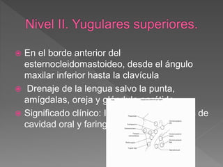  En el borde anterior del
esternocleidomastoideo, desde el ángulo
maxilar inferior hasta la clavícula
 Drenaje de la lengua salvo la punta,
amígdalas, oreja y glándula parótida.
 Significado clínico: Infección o neoplasias de
cavidad oral y faringe.
 