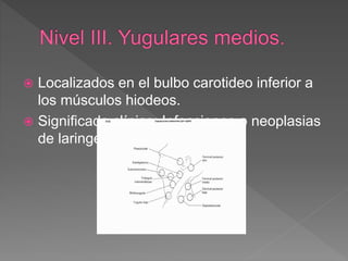 Localizados en el bulbo carotideo inferior a
los músculos hiodeos.
 Significado clínico: Infecciones o neoplasias
de laringe, hipofaringe y tiroides.
 