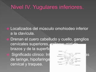  Localizados del músculo omohiodeo inferior
a la clavícula.
 Drenan el cuero cabelludo y cuello, ganglios
cervicales superiores, axilares, piel de
brazos y de la superficie del tórax.
 Significado clínico: Infecciones y neoplasias
de laringe, hipofaringe, tiroides, esófago
cervical y traquea.
 