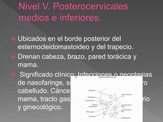  Ubicados en el borde posterior del
esternocleidomastoideo y del trapecio.
 Drenan cabeza, brazo, pared torácica y
mama.
 Significado clínico: Infecciones o neoplasias
de nasofaringe, senos paranasales y cuero
cabelludo. Cáncer de pulmón, esófago,
mama, tracto gastrointestinal, genitourinario
y ginecológico.
 