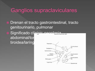  Drenan el tracto gastrointestinal, tracto
genitourinario, pulmonar
 Significado clínico: neoplasia
abdominal/torácica, enfermedad
tiroidea/laríngea, infecciones
 